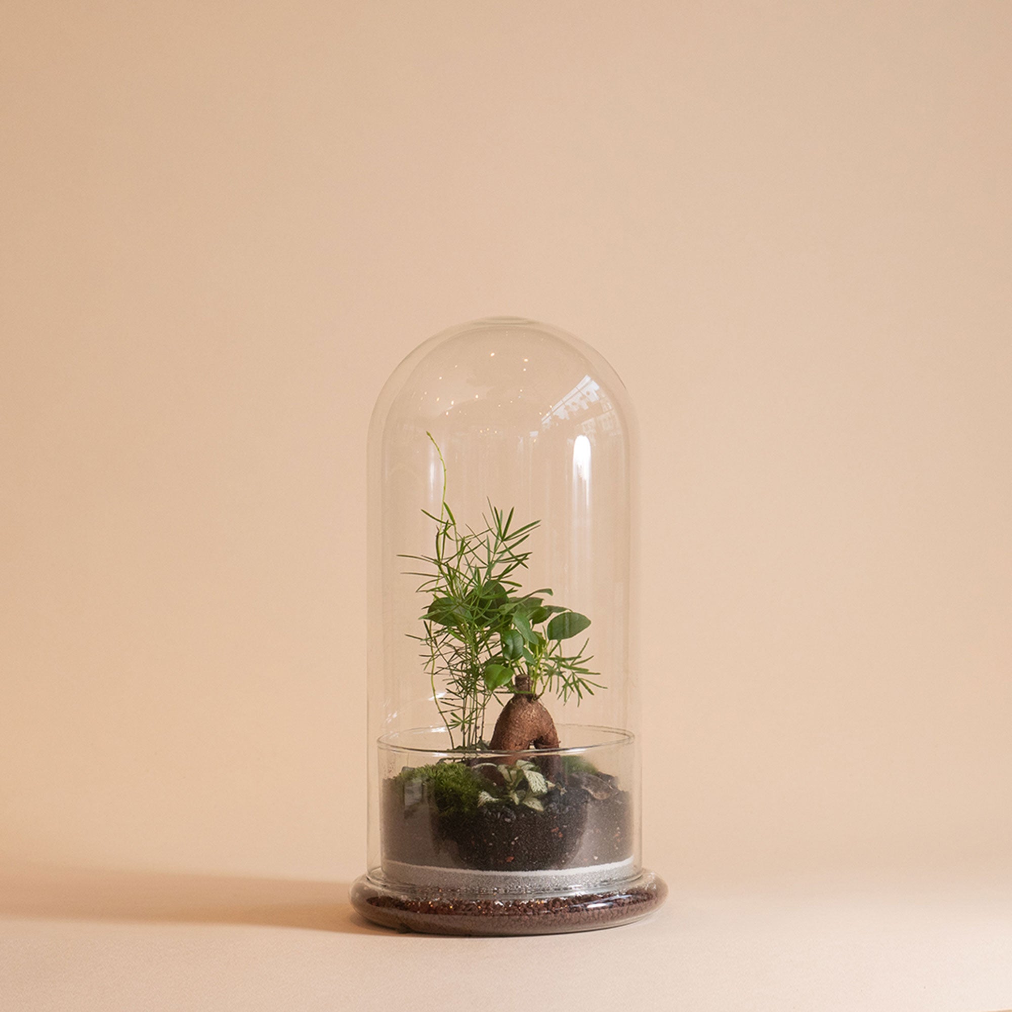 Hero - Dome Terrarium