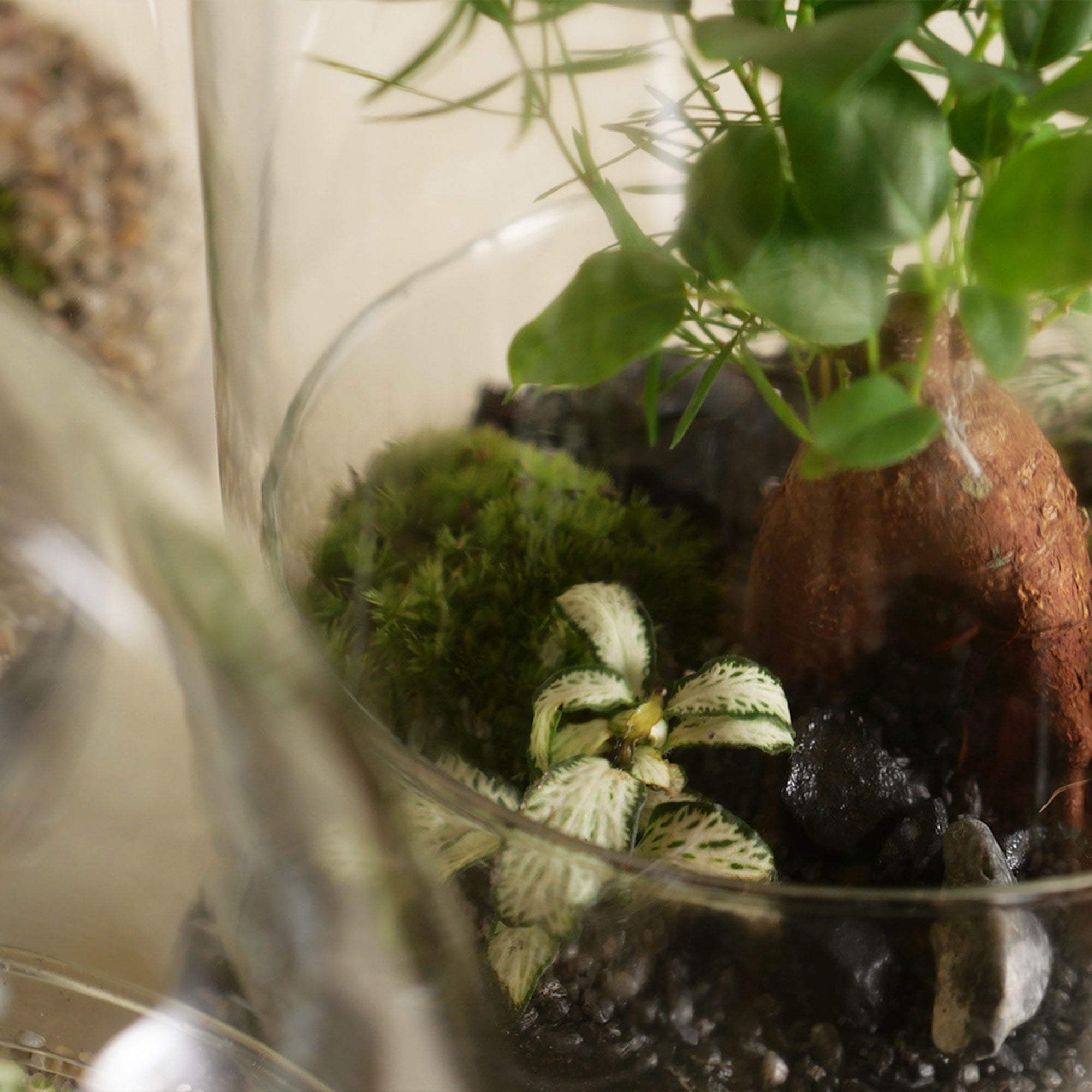 Hero - Dome Terrarium