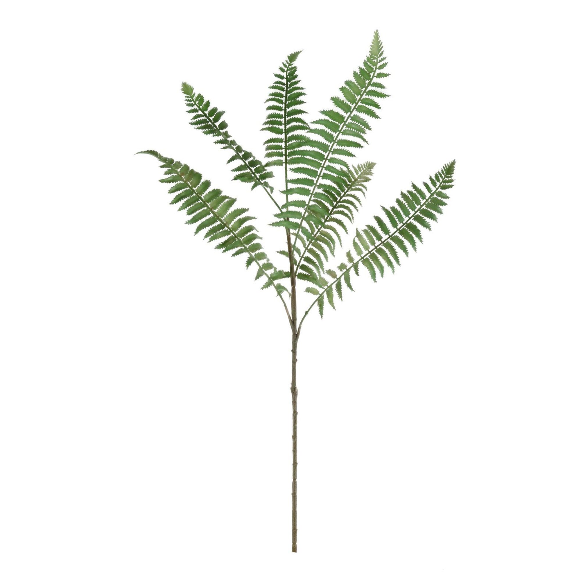 Ostrich - Fern Spray