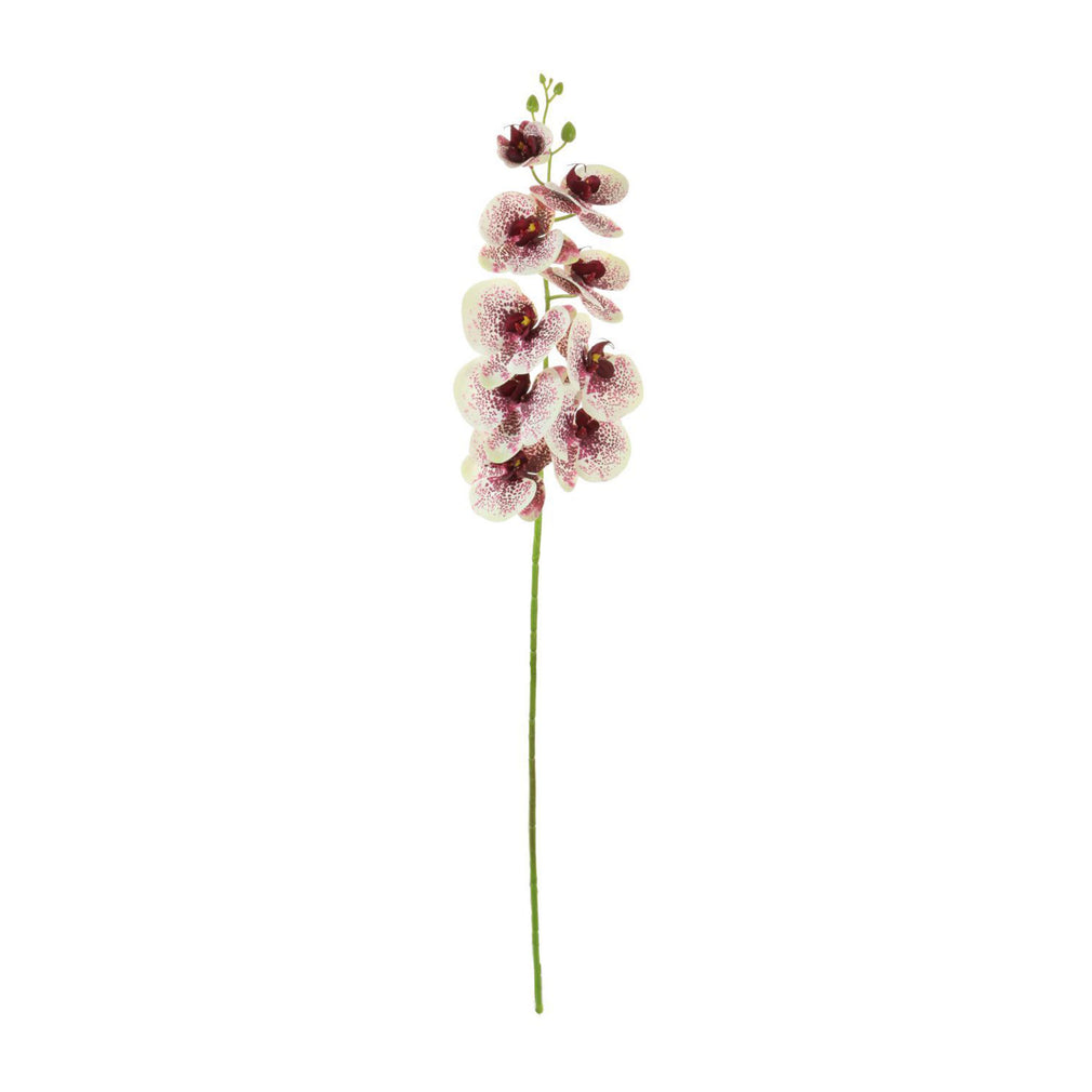 Spot - Orchid Stem