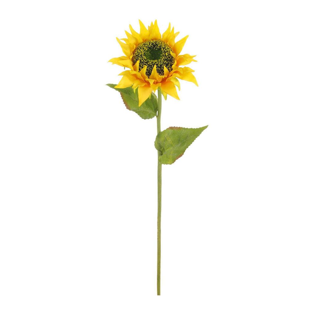 Sunflower - Stem