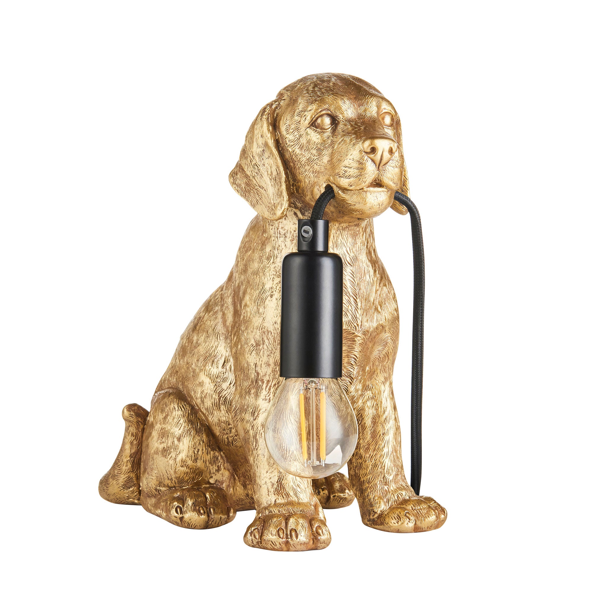Leo - Labrador Puppy Gold