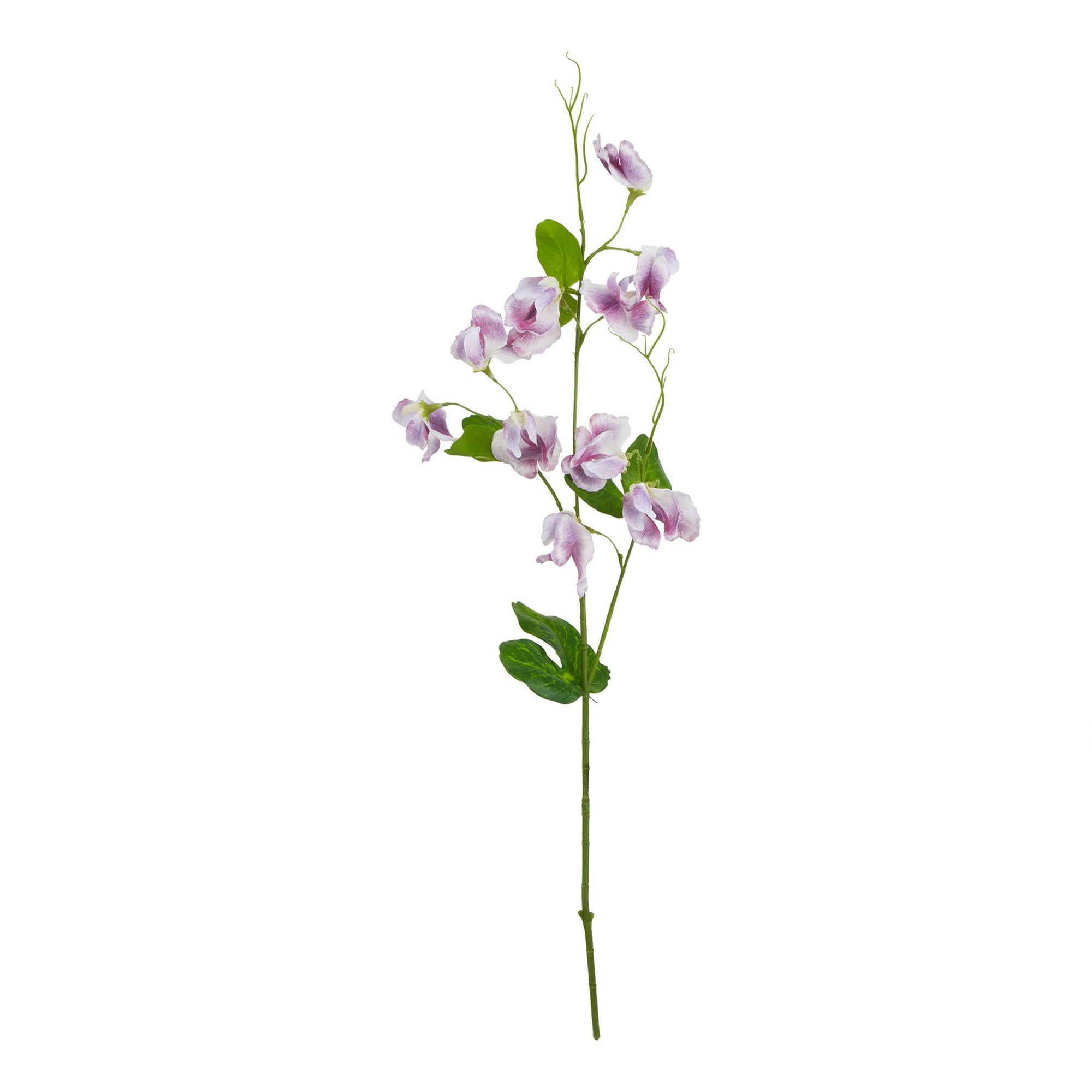 Sweetpea - Purple Stem