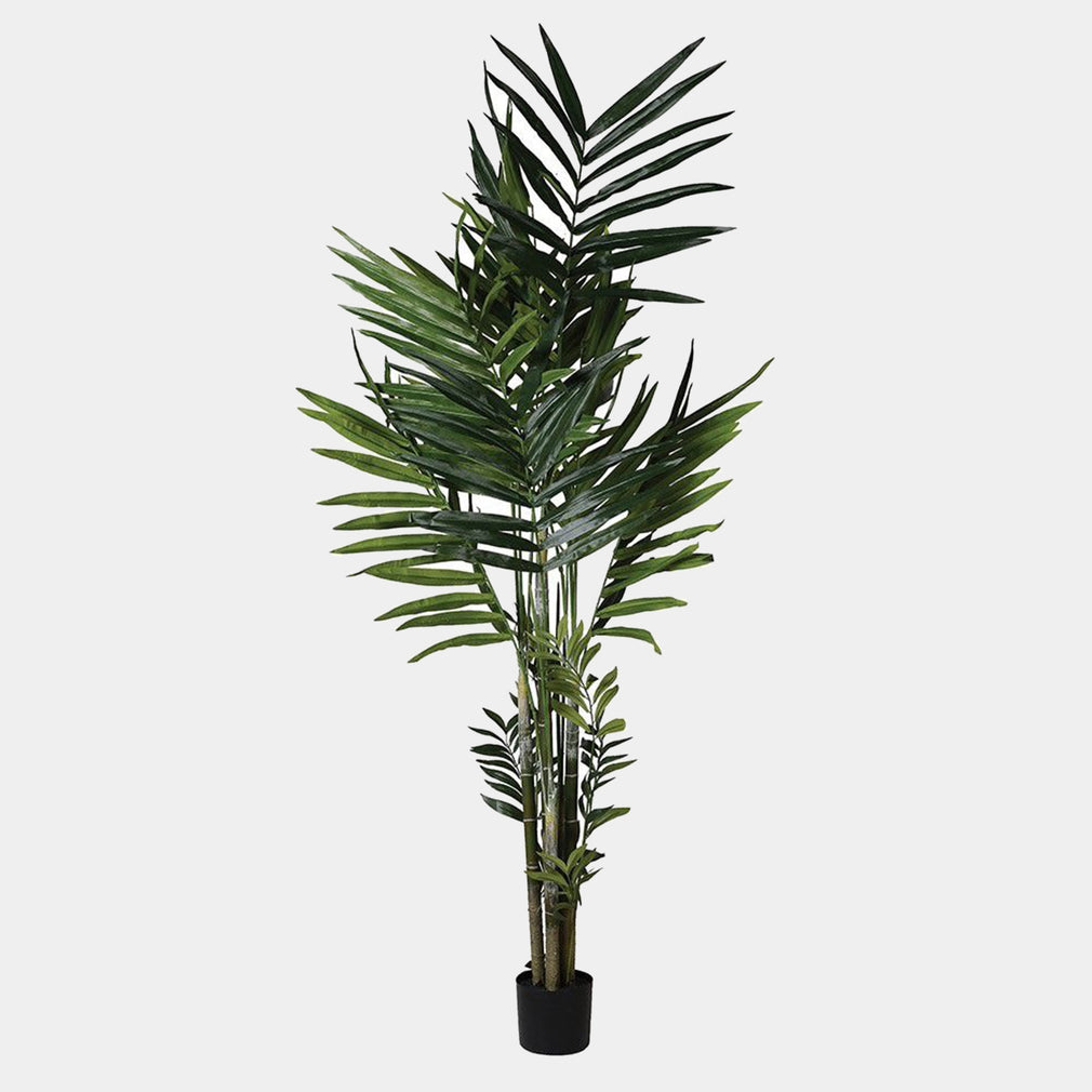 Kentia - Palm in Pot