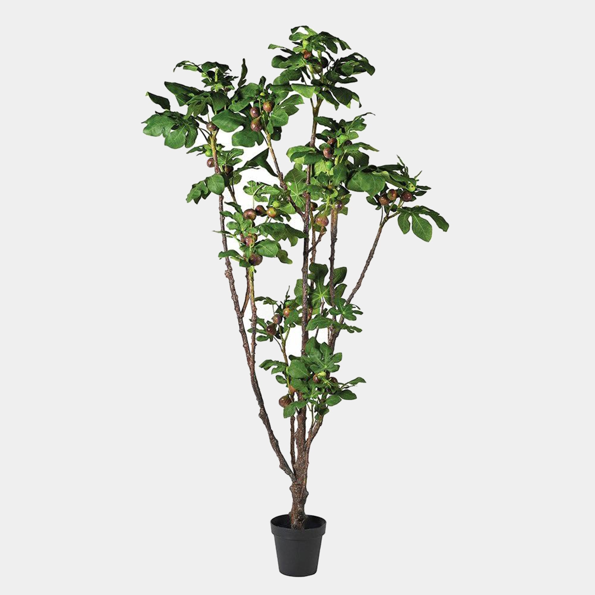 Fig Plant - Tree  in Pot