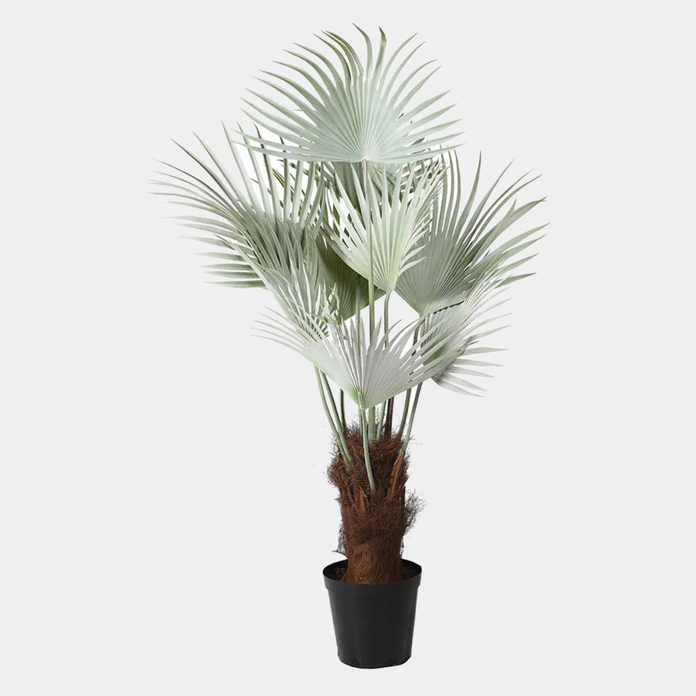 Mexican Blue - Palm in Pot