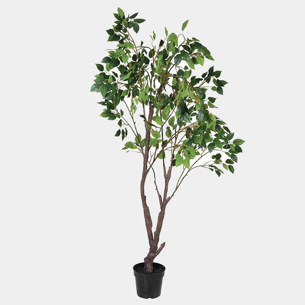 Two-tone Ficus - Tree in Pot