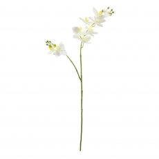 White Orchid Stem - Purus