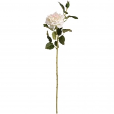 White Spray - Garden Rose