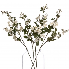 White Spray - Wild Meadow Rose