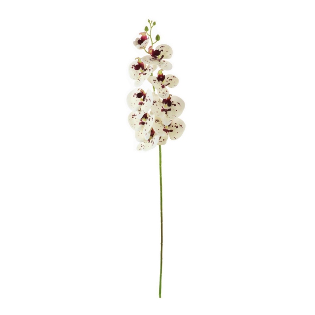 Orchid Stem - Specca