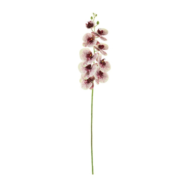 Orchid Stem - Spot