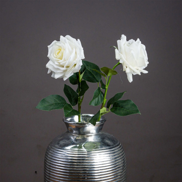 White Stem - Garden Rose