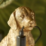 Gold Labrador Puppy - Leo